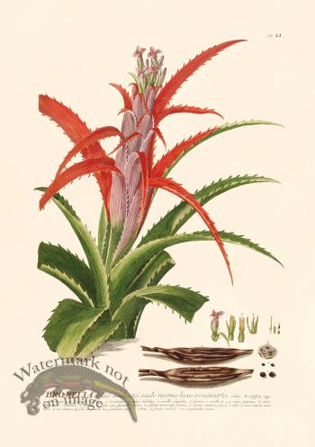 Trew Botanical 51